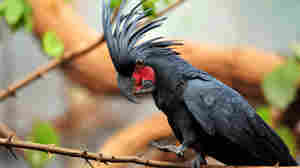 To woo a cockatoo, make sure the beat is right