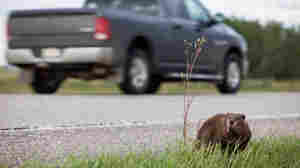 Cars are a major predator for wildlife. How is nature adapting to our roads?