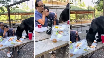 Mexican mother shields son from bear crashing birthday party, devouring tacos on picnic table