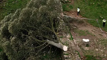 UK police arrest teenager in connection to cutting down ancient tree seen in 'Robin Hood: Prince of Thieves'