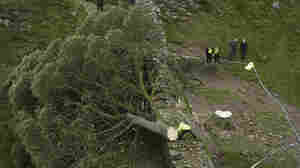 A 16-year-old boy was arrested in England over the felling of an iconic tree