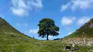 Despair flows after England's Sycamore Gap tree is cut down. Could it regrow?