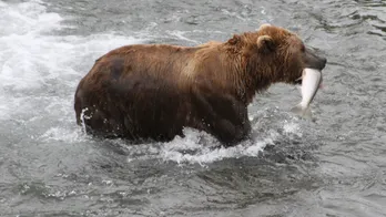 Alaska's beloved 'Fat Bear Week' could be threatened by government shutdown