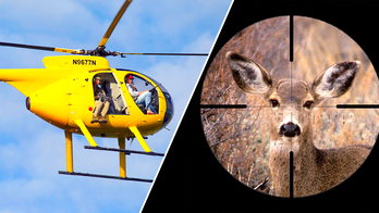 Helicopter Hunt: California residents horrified by plan to curb island's deer population, 'violent and ugly'