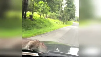 Watch man's hilarious reaction to finding large NYC rat walking on hood of car: 'Don't know where it went'