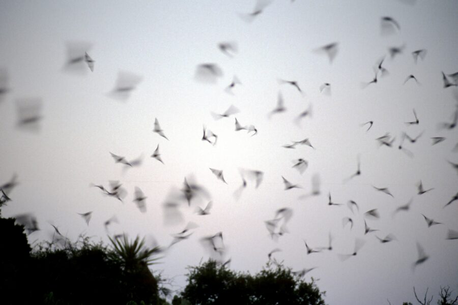 Desert Bats Face the Growing, Twin Threats of White-Nose Syndrome and Wind Turbines