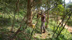 Harvesting water from fog and air in Kenya with jerrycans and newfangled machines