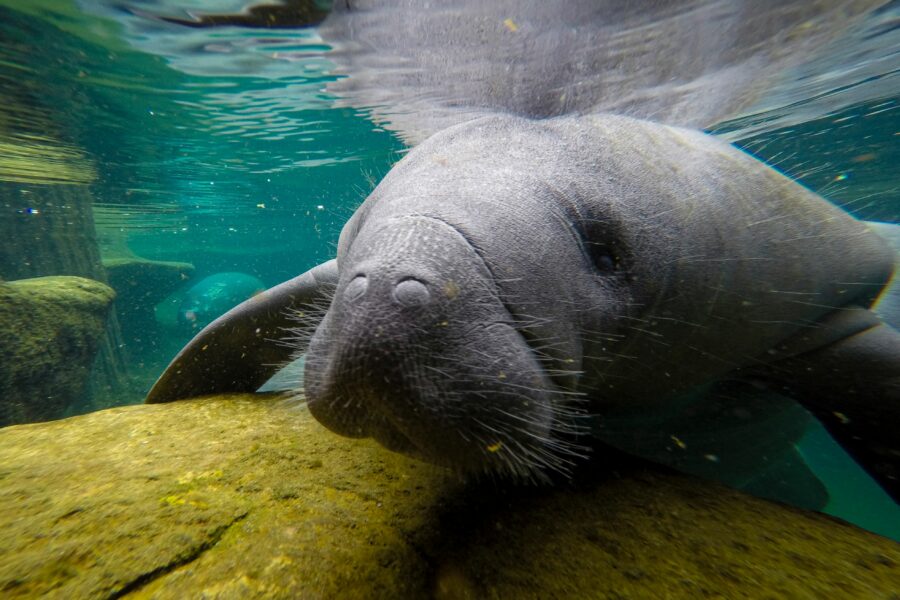 Fish and Wildlife Service to Consider Restoring Manatee’s Endangered Status