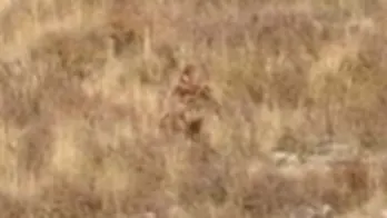 'Bigfoot' caught on camera during couple's romantic getaway in Colorado