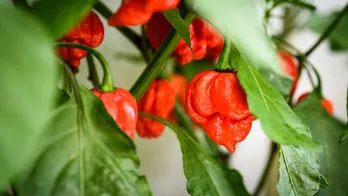 5 of the spiciest peppers a person can buy — and how pepper spice is measured