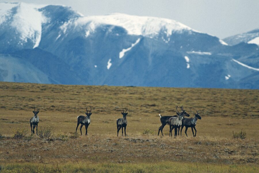 Corn Harvests in the Yukon? Study Finds That Climate Change Will Boost Likelihood That Wilderness Gives Way to Agriculture