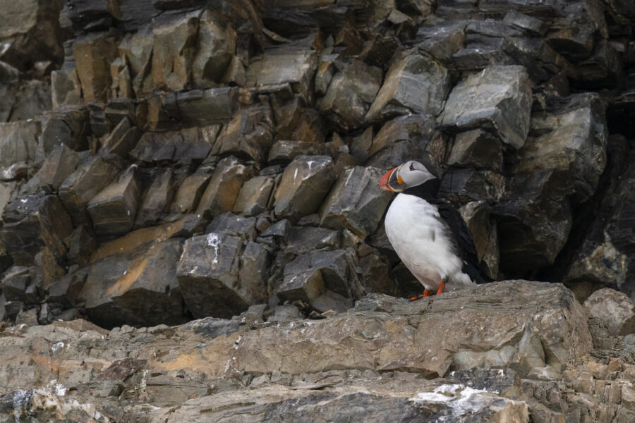 The Plucky Puffin, Endangered Yet Coping: Scientists Link Emergence of a Hybrid Subspecies to Climate Change