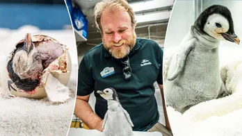 Emperor penguin is hatched at SeaWorld San Diego, the first in more than a decade