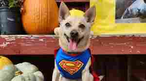 We're spending $700 million on pet costumes in the costliest Halloween ever