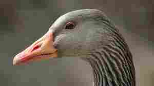 Enhance! HORNK! Artificial intelligence can now ID individual geese