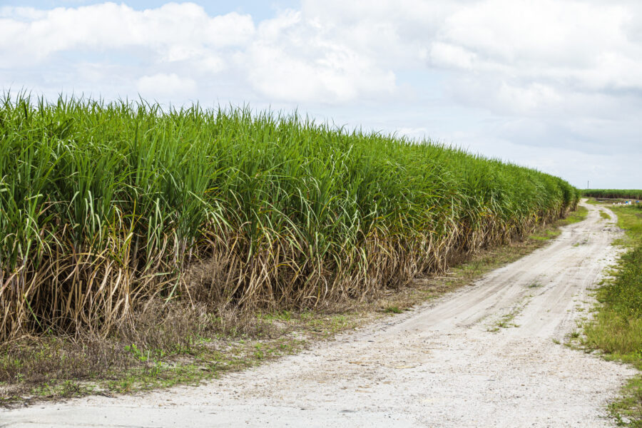 In the Florida Everglades, a Greenhouse Gas Emissions Hotspot