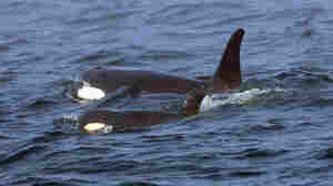 A pod of orcas have sunk a yacht in the Strait of Gibraltar