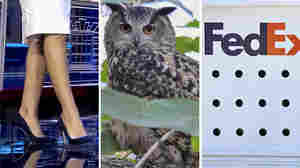 Escaped owls, mystery shipments and high-heeled politics: It's weekly news quiz time