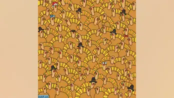 How fast can you find a pumpkin hidden in a group of turkeys?