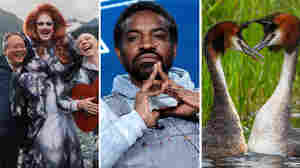 An eco trio, a surprising flautist and a very weird bird: It's the weekly news quiz