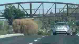 A car-sized tumbleweed made quite a scene on a California highway