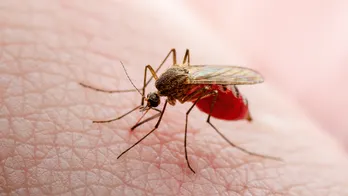 Protective measures, causes and symptoms to look out for if traveling to a place where malaria is common