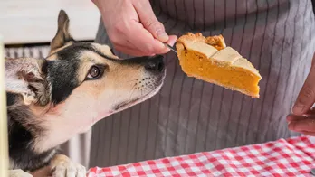 After Thanksgiving, these are the worst leftovers for your dog — see the list