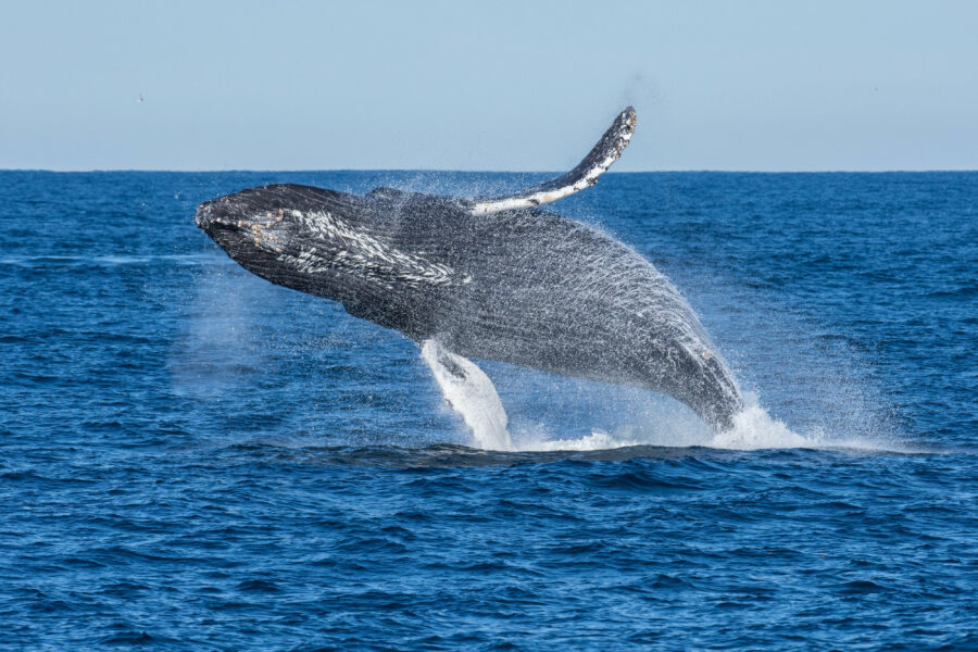 New Forecasting Tools May Help Predict Impact of Marine Heatwaves of Ocean Life up to a Year in Advance