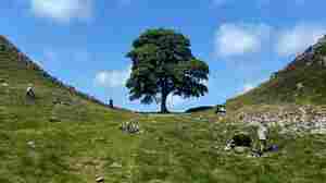 'Signs of life': Sycamore Gap tree will live on, experts say