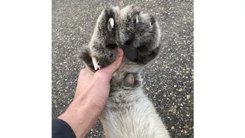 Cougar fatally struck on suburban Minneapolis highway believed to be same one recently captured on video