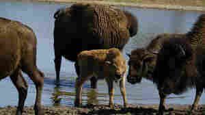 With bison herds and ancestral seeds, Indigenous communities embrace food sovereignty