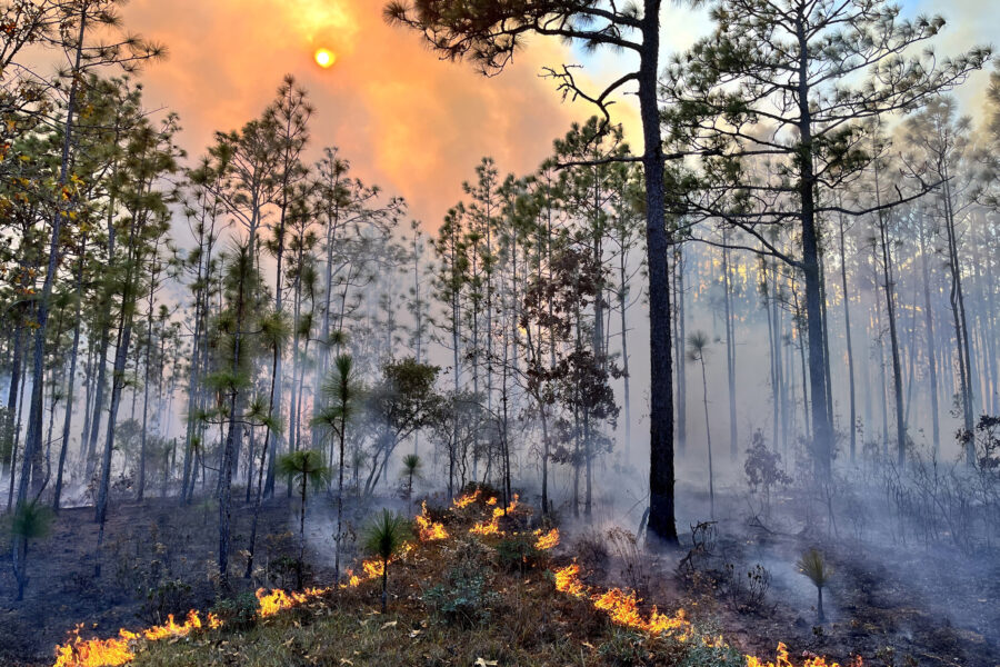 Longleaf Pine Restoration—a Major Climate Effort in the South—Curbs Its Ambitions to Meet Harsh Realities