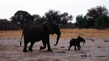 At least 100 elephants die in one of Africa's largest national parks due to drought