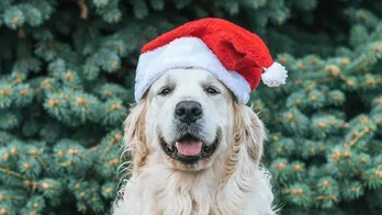 Colorado hotel features holiday cocktails for a cause by donating proceeds to local animal organization