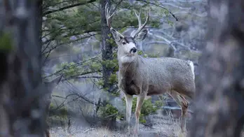 'Zombie deer disease' concerns scientists over possible spread to humans