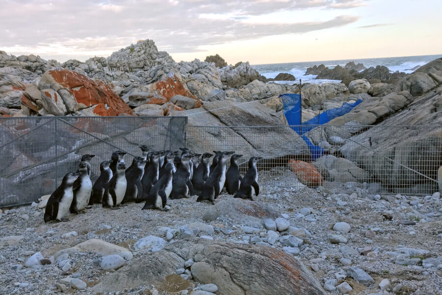 African Penguins Have Almost Been Wiped Out by Overfishing and Climate Change. Researchers Want to Orchestrate a Comeback. 