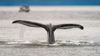 Scientists suggest exchange with humpback whale could eventually lead humans to communicate with aliens