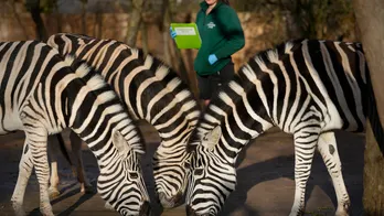 London Zoo conducts annual animal census