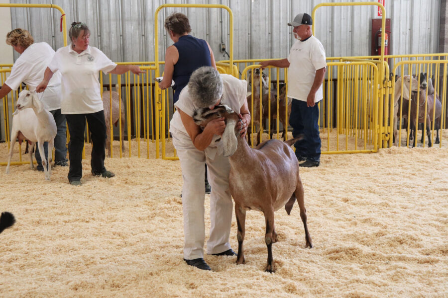 What’s Going On With the Goats of Arizona