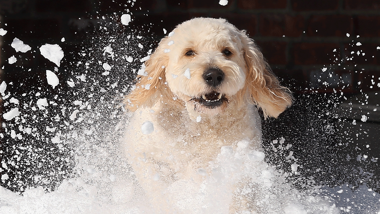 Keeping pets safe in the cold: 5 key tips for protecting your furry friend this winter