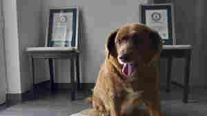 Bobi's 'oldest ever dog' title is in question as Guinness World Record investigates