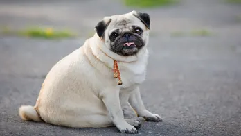 Obesity can be dangerous for dogs, experts warn — here’s how to help your pudgy pup lose weight