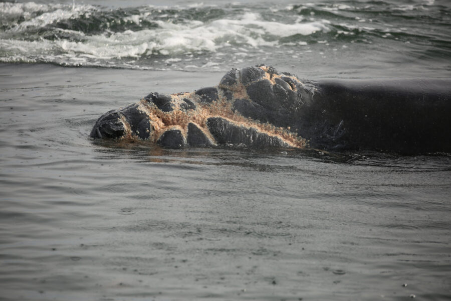 Endangered Whale ‘Likely to Die’ After Suspected Vessel Strike. Proposed NOAA Rules Could Prevent Future Collisions, Scientists Say