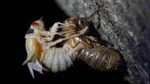 Billions of cicadas will buzz this spring as two broods emerge at the same time