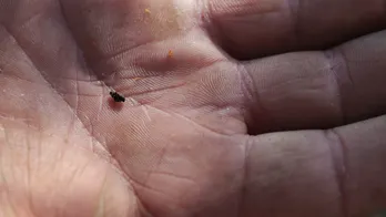 South Dakota festival raises awareness of devestating impact of mountain pine beetle on forests