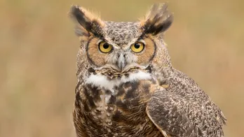 Birds as symbols of wisdom — and what the owl can tell us about ourselves