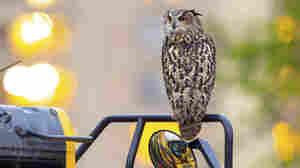 A year later, Flaco the owl's escape from the Central Park Zoo remains a mystery