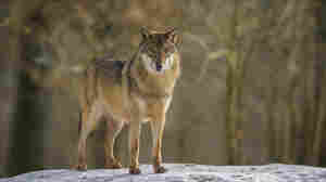 Why wolves are thriving in this radioactive zone