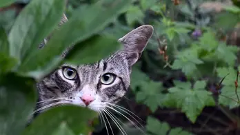 Alaska man dies from novel animal-borne virus, likely contracted from stray cat