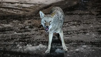 Rhode Island hiker gets bitten by coyote before killing it with his bare hands, tests reveal animal had rabies